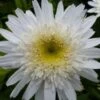 Margriet -Planten Winkel 1372458648 600
