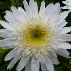 Margriet