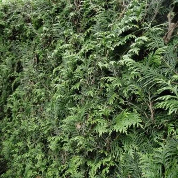 Reuzenlevensboom 3 Reuzenlevensboom