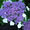 Fluweelhortensia -Planten Winkel 1423087946 138903 600