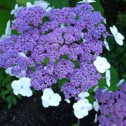 Fluweelhortensia