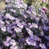 Aster -Planten Winkel 1490267081 43429 600