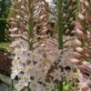 Naald Van Cleopatra -Planten Winkel 1490267249 43429 600
