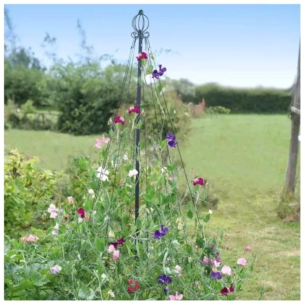 Klimsteun Sierlijke Piramide 3 Klimsteun Sierlijke Piramide