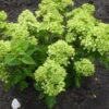 Pluimhortensia -Planten Winkel 1498645291 27884 600