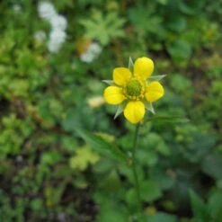 Geel Nagelkruid, Gewoon Nagelkruid, Heksenkruid