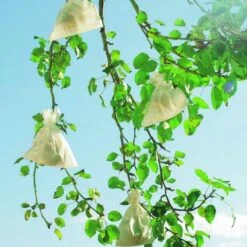 Fruithoezen 17 × 22 Cm Micropapier - Set Van 50 Stuks 10 Fruithoezen 17 × 22 Cm Micropapier - Set Van 50 Stuks -Planten Winkel 1523459561 1 600