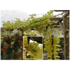 Fruithoezen 17 × 22 Cm Micropapier - Set Van 50 Stuks 12 Fruithoezen 17 × 22 Cm Micropapier - Set Van 50 Stuks -Planten Winkel 1523459561 4 600