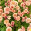 Chrysant -Planten Winkel 1577369044 732146 600