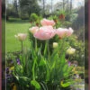 Tulp -Planten Winkel 1587039627 252445 600