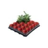 Tray Met 20 Kweekpotjes 6 Cm -Planten Winkel 1597239142 1 600
