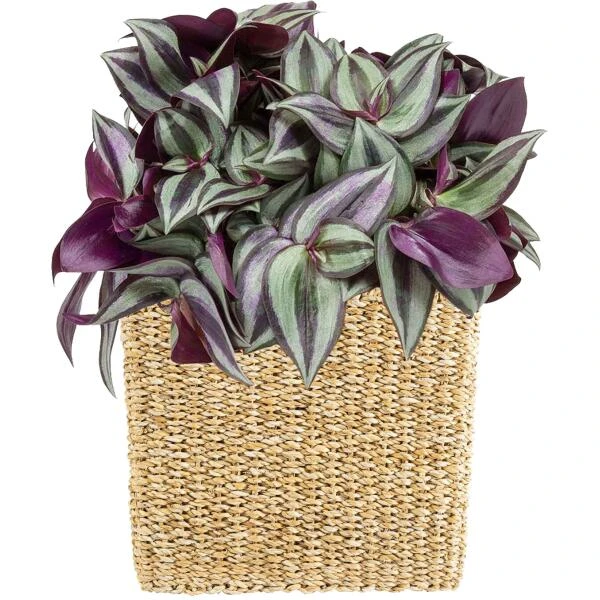 Bloempot Isaac Naturel - Set Van 3 Stuks 6 Bloempot Isaac Naturel - Set Van 3 Stuks - Afbeelding 4