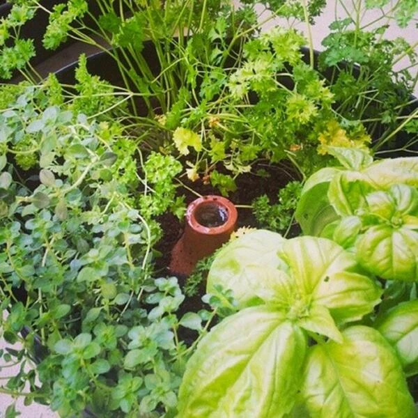 Bewateringssysteem Hydro Max Olla - S 7 Bewateringssysteem Hydro Max Olla - S - Afbeelding 5