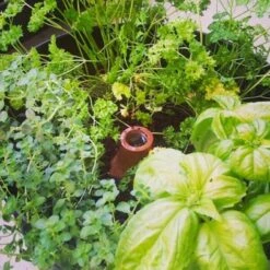 Bewateringssysteem Hydro Max Olla - L -Planten Winkel 1677165464 5 600