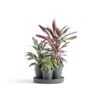 ECOPOTS Dubai Ø 57 Cm - Grijs 2 ECOPOTS Dubai Ø 57 Cm - Grijs -Planten Winkel 1678287455 1 600