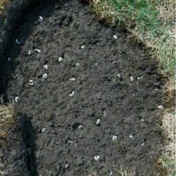 DCM Heteri-Guard - Aaltjes Tegen Engerlingen In Gazon - Voor 100 M² -Planten Winkel aaltjes tegen engerlingen 100 m 1540634989 2 600