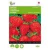 Aardbeien Grandian F1 - Fragaria × Ananassa 2 Aardbeien Grandian F1 - Fragaria × Ananassa -Planten Winkel aardbeien grandian f1 fragaria x ananassa 1646840382 1504 600
