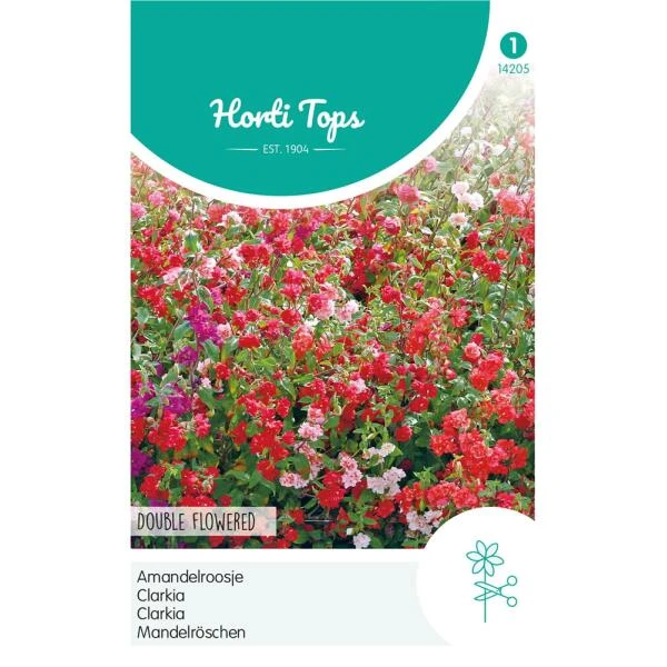 Amandelroosje - Clarkia Unguiculata 3 Amandelroosje - Clarkia Unguiculata