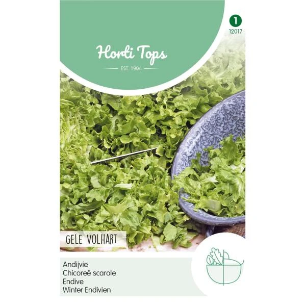 Andijvie Gele Volhart - Cichorium Endivia 3 Andijvie Gele Volhart - Cichorium Endivia