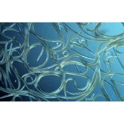 Aquanemix 1.25 V - Doseersproeier Voor Aaltjes -Planten Winkel auquanemix 125 v doseersproeier 1497858309 1 600