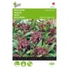 Basilicum Siam Queen - Ocimum Basilicum -Planten Winkel basilicum siam queen ocimum basilicum 1646840312 15 600