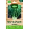 Bieslook BIO -Planten Winkel bieslook bio 1646839541 197 600