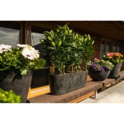 Bloembak Balkon Artstone Claire Zwart 55 Cm 7 Bloembak Balkon Artstone Claire Zwart 55 Cm -Planten Winkel bloembak claire zwart 55 cm 1662377187 2 600