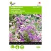Boerenorchidee Angel Wings - Schizanthus Sinuata Wisetonensis