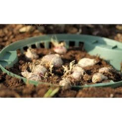 Planten Winkel 21 Planten Winkel -Planten Winkel bollenmand 265 cm 1490258306 1 600