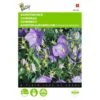 Campanula Carpatica (blauw Karpatenklokje) -Planten Winkel campanula carpatica blauw karpatenklokje 1646840336 533 600
