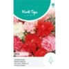 Chabaud Anjer Mix - Dianthus Caryophyllus -Planten Winkel chabaud anjer mix dianthus caryophyllus 1646840361 1078 600