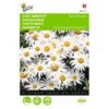 Chrysanthemum Maximum Nanum Silver Princess -Planten Winkel chrysanthemum maximum nanum silver princess 1646840336 535 600