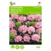 Dianthus Barbatus Pink Beauty 1 Dianthus Barbatus Pink Beauty -Planten Winkel dianthus barbatus pink beauty 1646840334 503 600