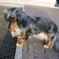 Dierenwerende Rasters - Anti-graven - Set Van 2 Stuks -Planten Winkel dierenwerende matten 1543585595 2 600