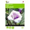Doornappel - Datura Metel -Planten Winkel doornappel datura metel 1646840345 706 600
