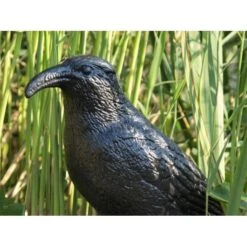 Duivenverjager Kraai -Planten Winkel duivenverjager kraai 1484053985 3 600