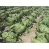 Duivenweringsnet Columba Plus 2 M × 5 M -Planten Winkel duivenweringsnet 2 m x 5 m 1633354324 1 600