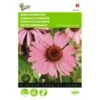 Echinacea Purpurea - Rode Zonnehoed -Planten Winkel echinacea purpurea rode zonnehoed 1646840344 700 600