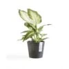 ECOPOTS Amsterdam Mini - Antraciet Ø 10,5 Cm -Planten Winkel ecopots amsterdam mini antraciet 105 cm 1594020339 1 600