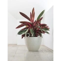 ECOPOTS Antwerp - Witgrijs Ø 30 Cm -Planten Winkel ecopots antwerp witgrijs 30 cm 1594198270 1 600