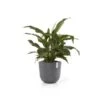 ECOPOTS Oslo Met Waterreservoir - Grijs Ø 45 Cm 2 ECOPOTS Oslo Met Waterreservoir - Grijs Ø 45 Cm -Planten Winkel ecopots oslo waterreservoir grijs 45 cm 1672835329 1 600