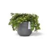 ECOPOTS Oslo Mini - Grijs Ø 11,5 Cm 2 ECOPOTS Oslo Mini - Grijs Ø 11,5 Cm -Planten Winkel ecopots oslo mini grijs 115 cm 1672738384 1 600