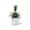 ECOPOTS Oslo Mini - Puur Wit Ø 16 Cm -Planten Winkel ecopots oslo mini puur wit 16 cm 1672735909 1 600