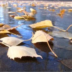 Fijnmazig Vijvernet 6 × 5 Meter 7 Fijnmazig Vijvernet 6 × 5 Meter -Planten Winkel fijnmazig vijvernet 6 x 5 meter 1541778382 1 600