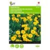 Gele Ganzebloem - Chrysanthemum Segetum -Planten Winkel gele ganzebloem chrysanthemum segetum 1646840326 325 600