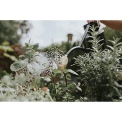 Gieter Haws 1 Liter - Metaal Antraciet 8 Gieter Haws 1 Liter - Metaal Antraciet -Planten Winkel gieter haws 1 l metaal antraciet 1659089401 2 600