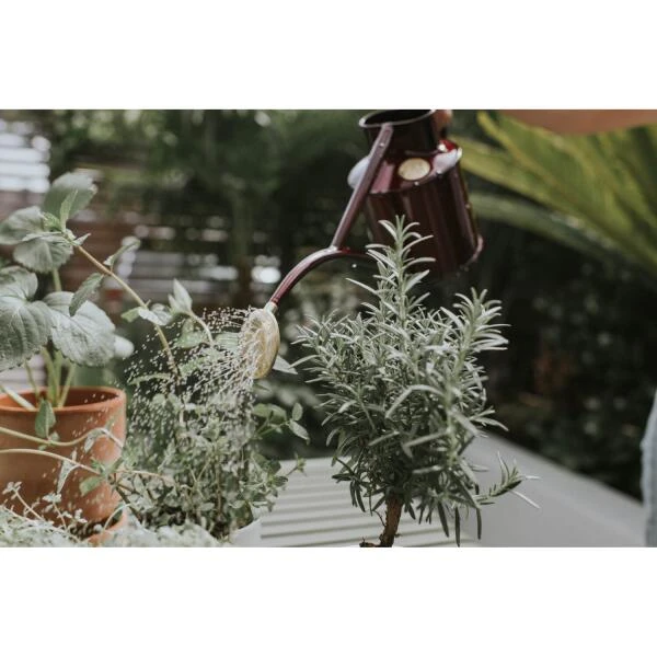 Gieter Haws 1 Liter - Metaal Bordeaux 5 Gieter Haws 1 Liter - Metaal Bordeaux - Afbeelding 3