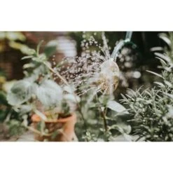 Gieter Haws 1 Liter - Metaal Groen 8 Gieter Haws 1 Liter - Metaal Groen -Planten Winkel gieter haws 1 l metaal groen 1659089270 2 600