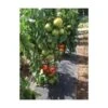Gronddoek Met Openingen Voor Tomaten - 60 Cm × 5 M -Planten Winkel gronddoek tomaten 60 cm x 5 m 1513847223 1 600