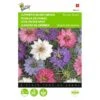 Juffertje Int Groen Persian Jewels - Nigella Damascena -Planten Winkel juffertje int groen persian jewels nigella damascena 1646840330 415 600